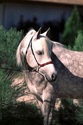 Embrujo PM Owned by Jerome Beacham
